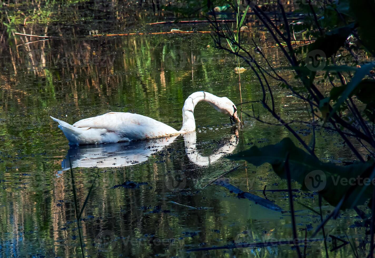White swan on the river. Reflections on the surface of the water. photo