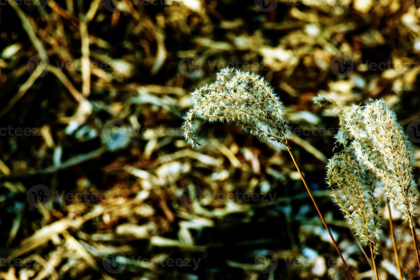 Dry grass background. Dry panicles of Miscanthus sinensis sway in the wind in early spring photo