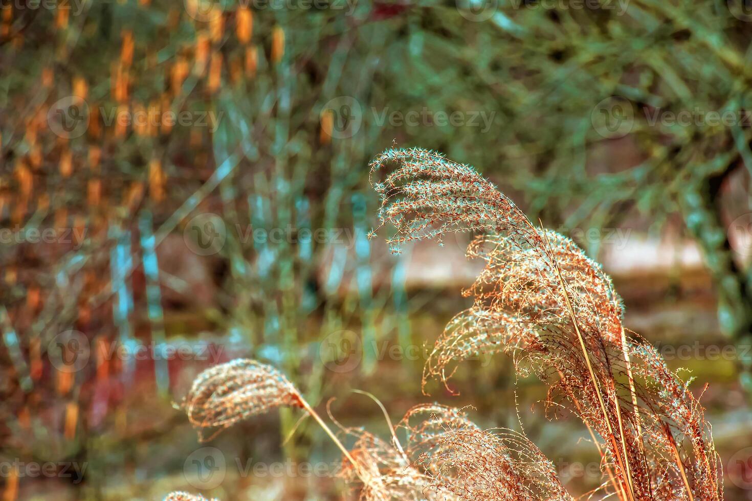 Dry grass background. Dry panicles of Miscanthus sinensis sway in the wind in early spring photo