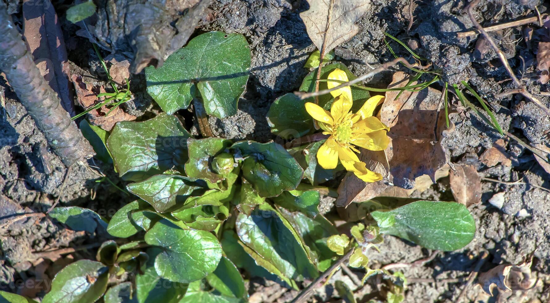 Bright yellow flowers of Ficaria verna against a background of green leaves in early spring. photo