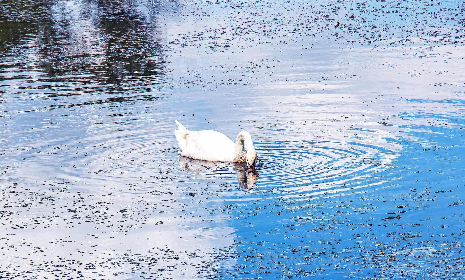 White swan on the river. Reflections on the surface of the water. photo