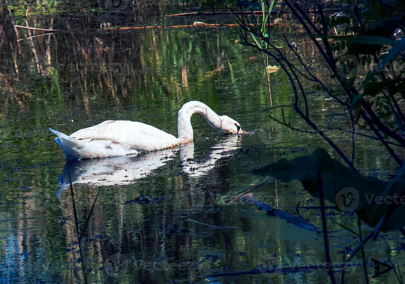 White swan on the river. Reflections on the surface of the water. photo