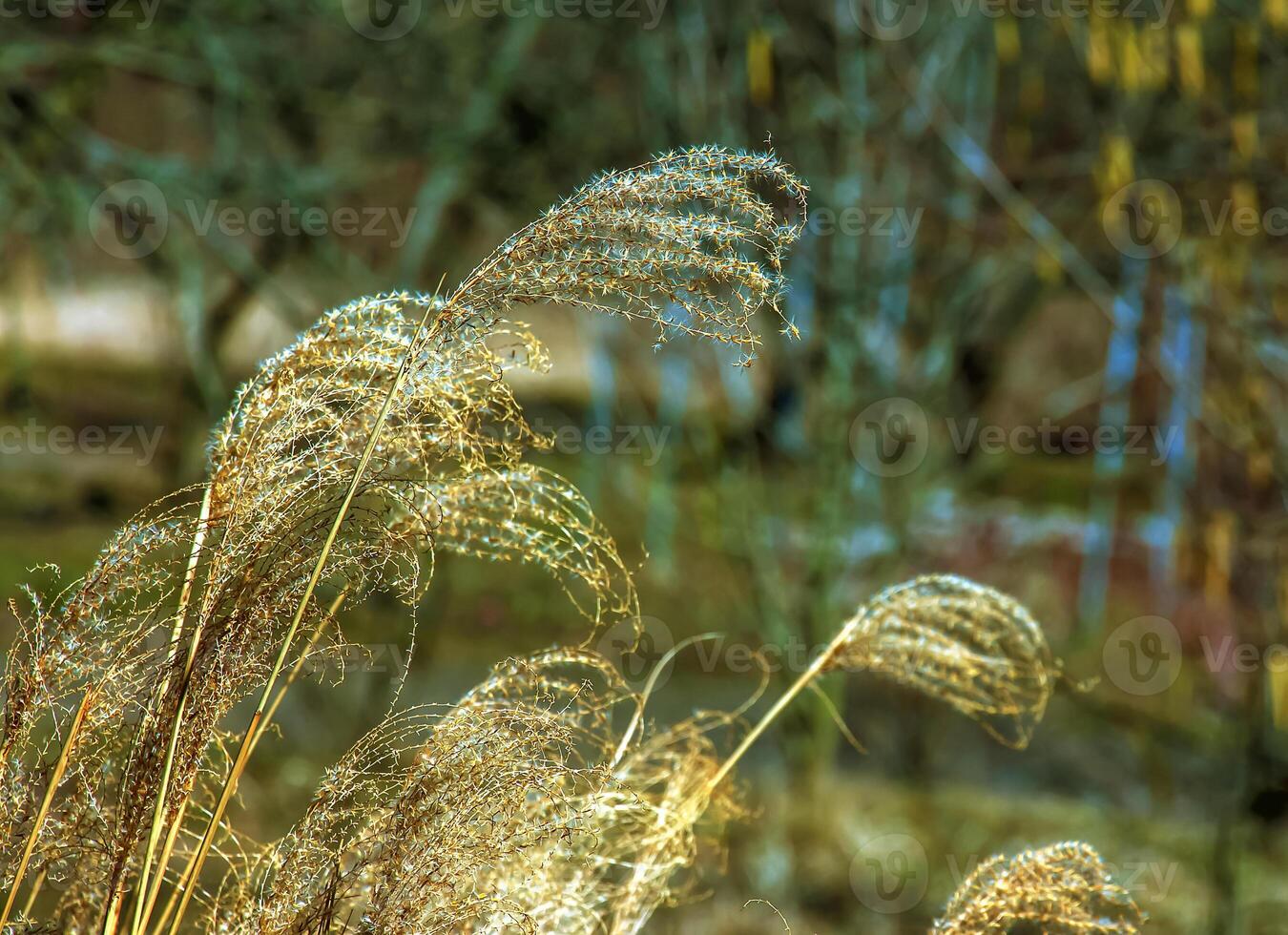 Dry grass background. Dry panicles of Miscanthus sinensis sway in the wind in early spring photo