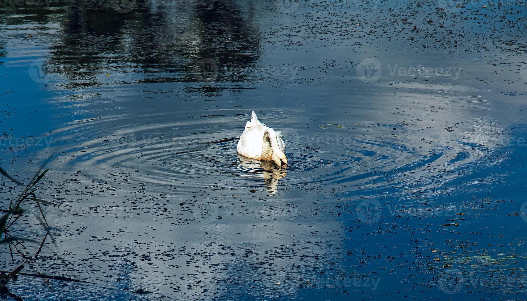 White swan on the river. Reflections on the surface of the water. photo