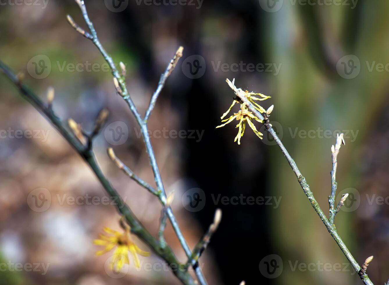 Hamamelis intermedia with yellow flowers that bloom in early spring. photo