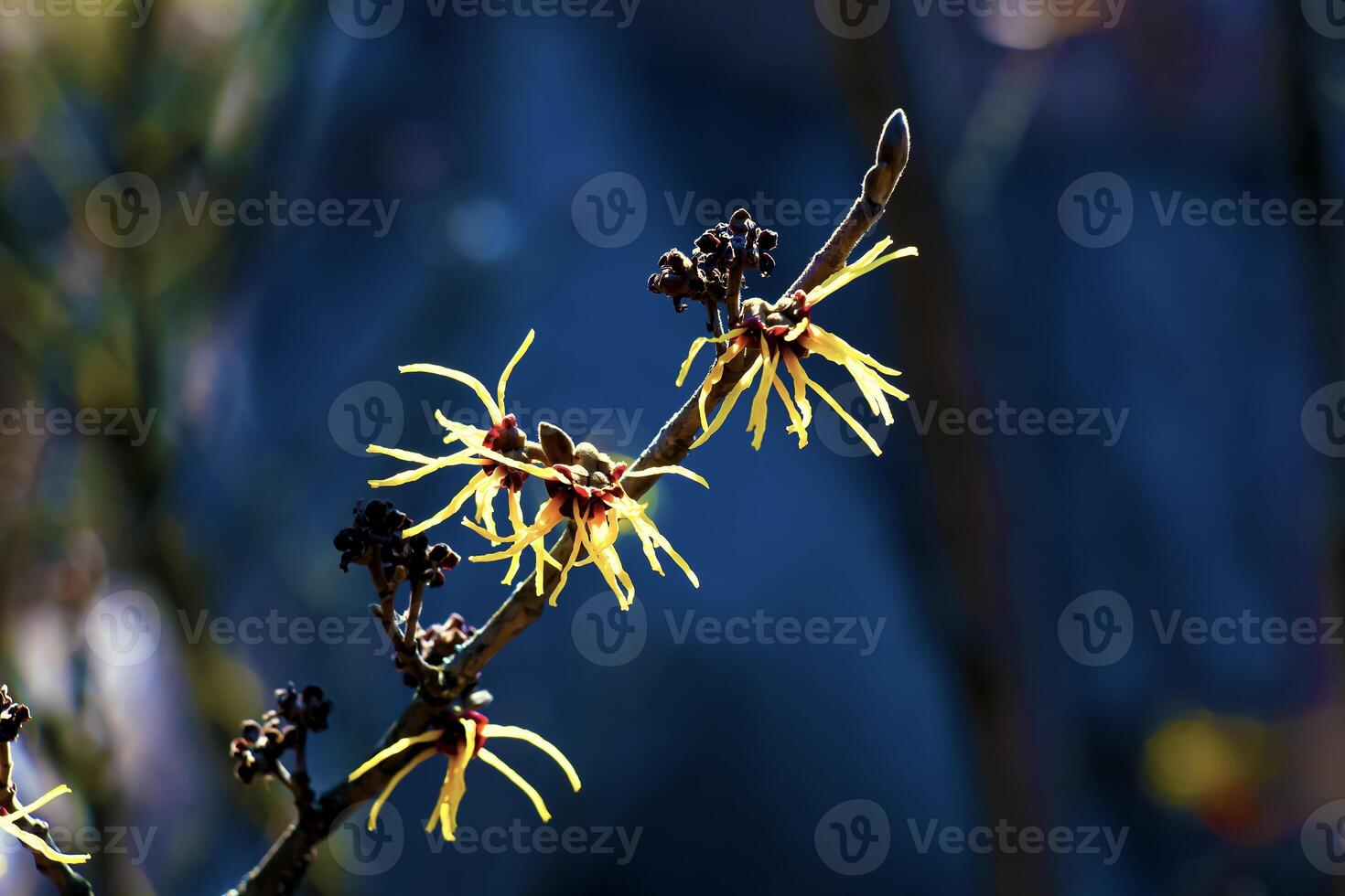 Hamamelis virginiana with yellow flowers that bloom in early spring. photo
