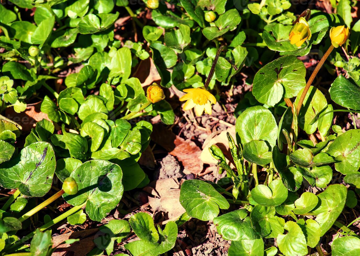 Bright yellow flowers of Ficaria verna against a background of green leaves in early spring. photo