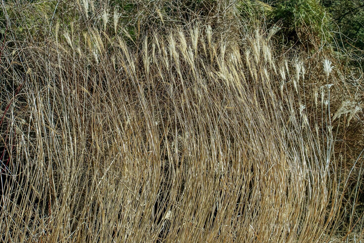 seco césped antecedentes. seco panículas de miscanthus sinensis influencia en el viento en temprano primavera foto