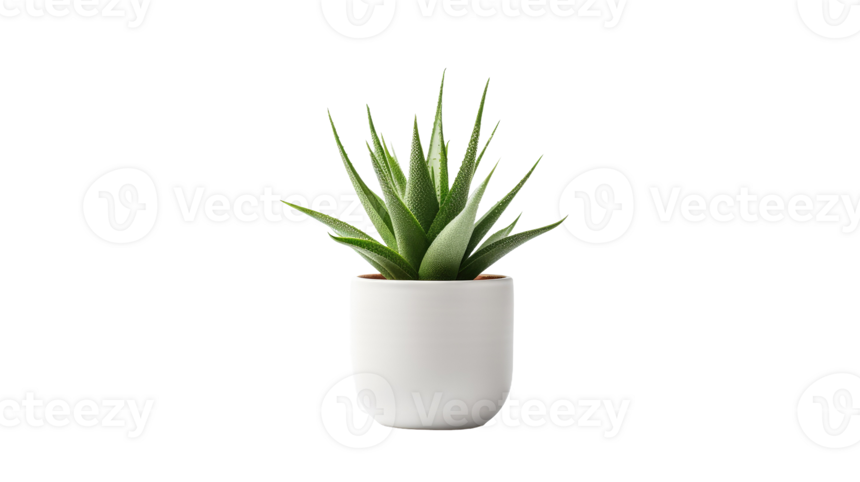 Aloe Vera Pot On Transparent Background png