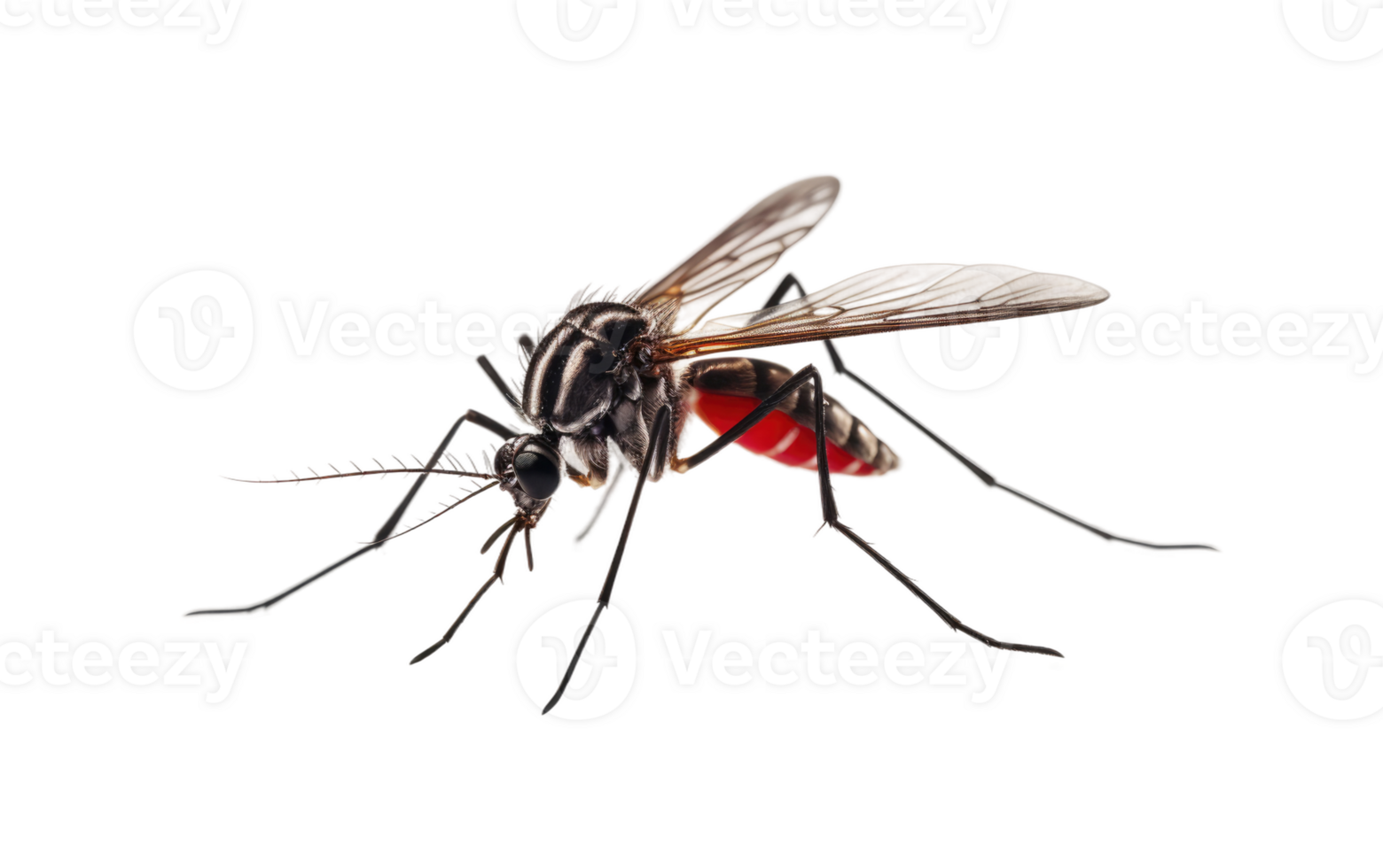 Mosquito Image On Transparent Background. png