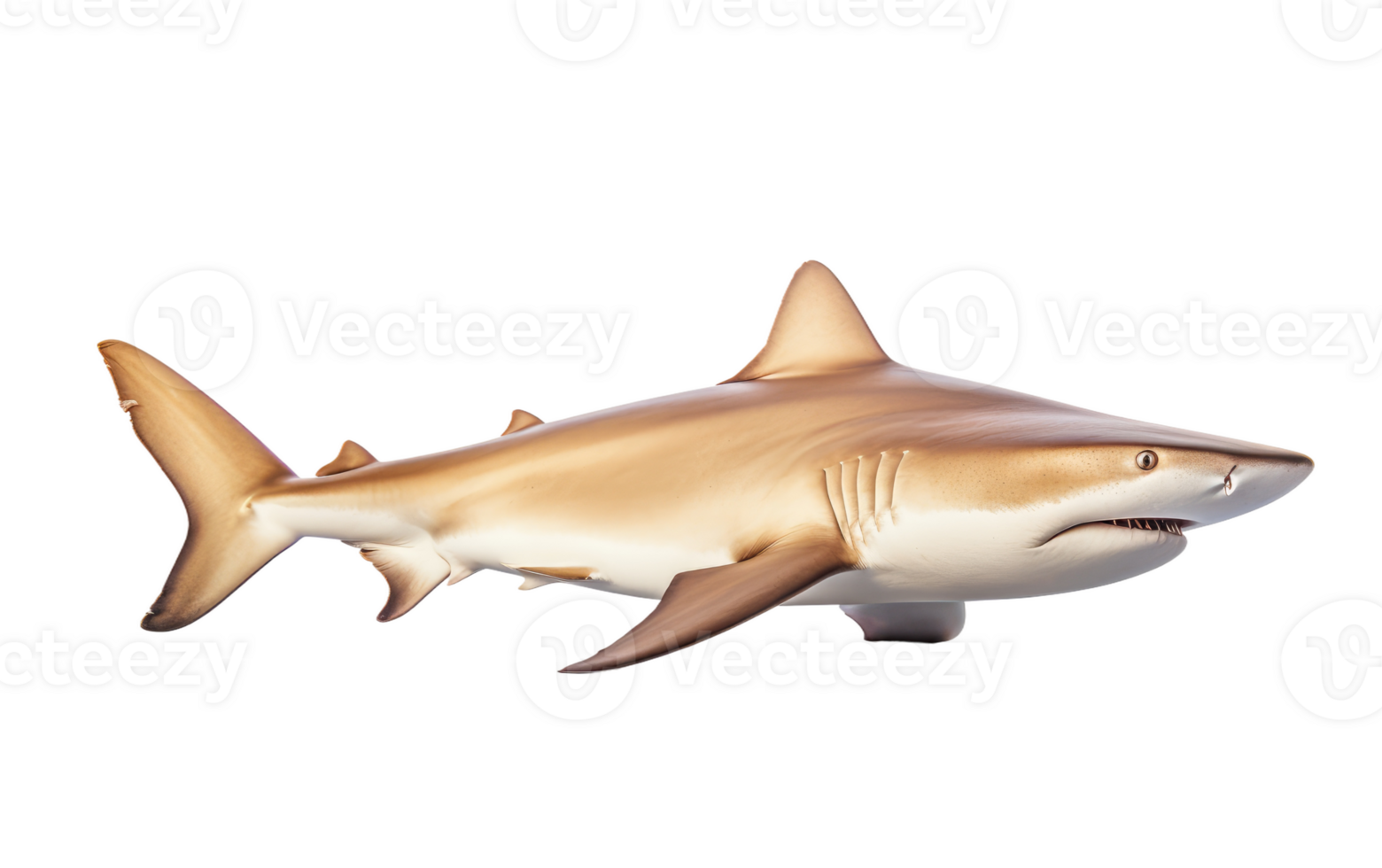 Lemon Shark On Transparent Background. png