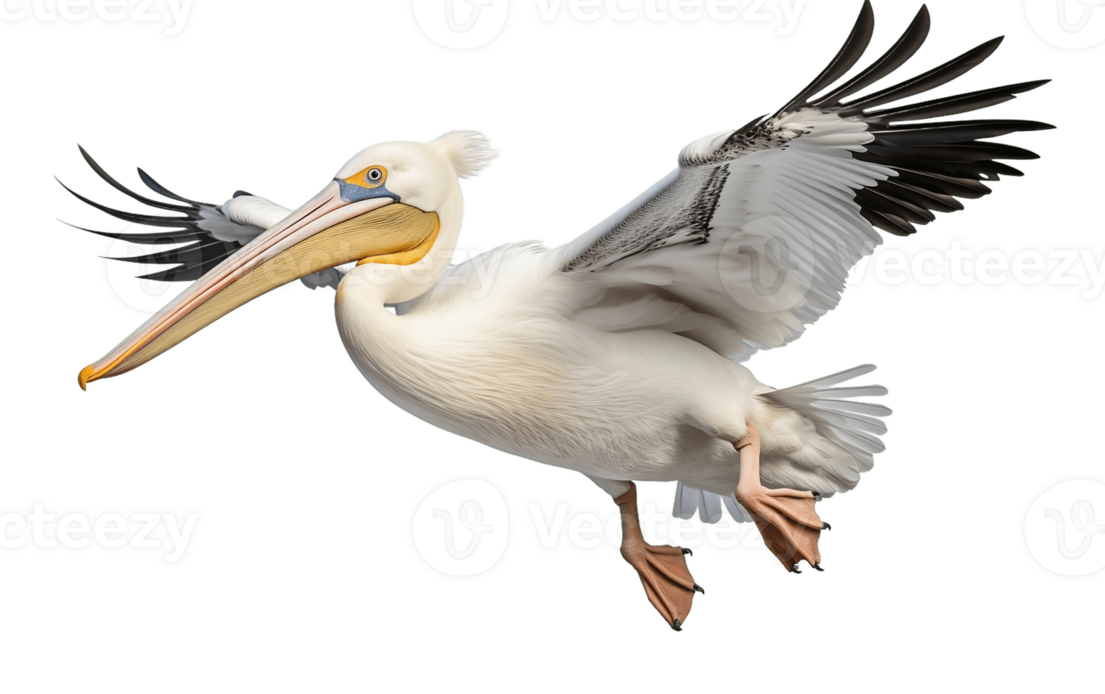 AI generated Transparent Background White Pelican Isolated png