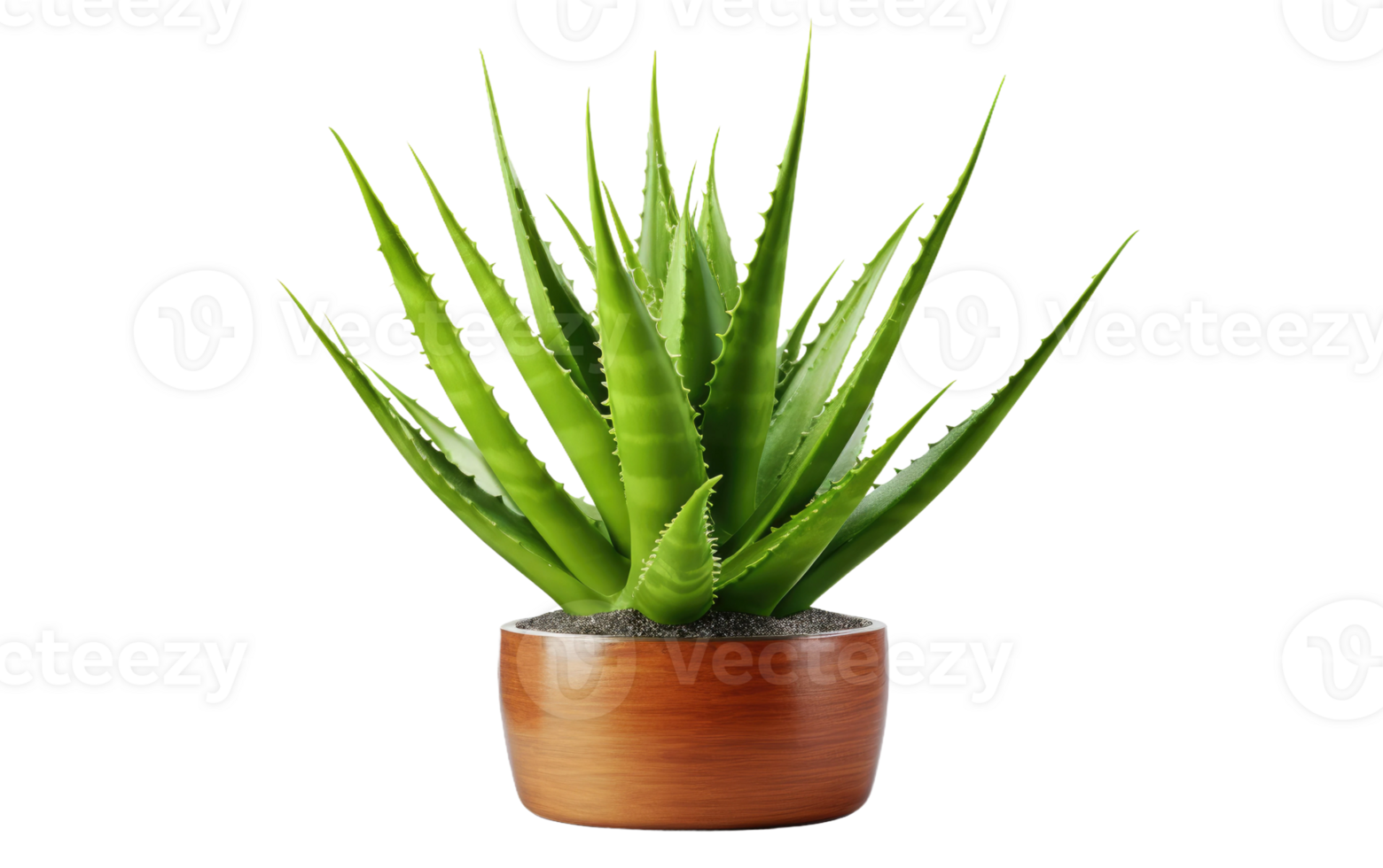 AI generated Lush Aloe Vera Plant on Transparent background png