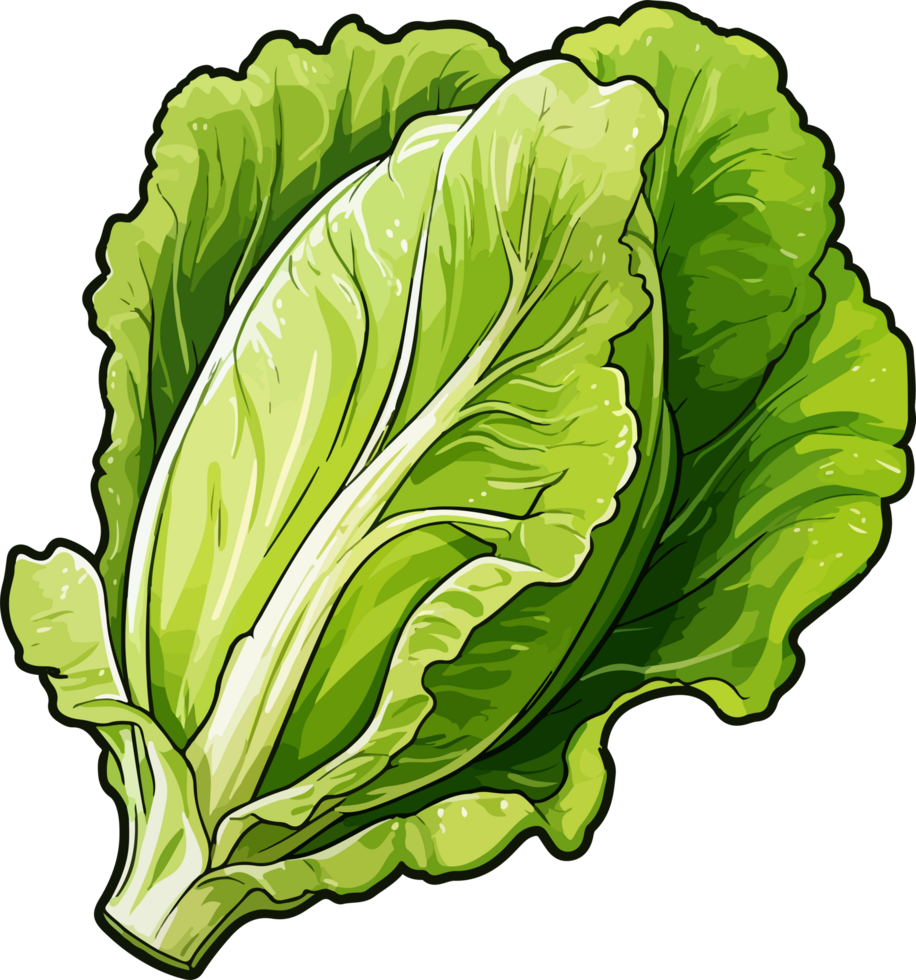 AI generated Lettuce clipart design illustration png