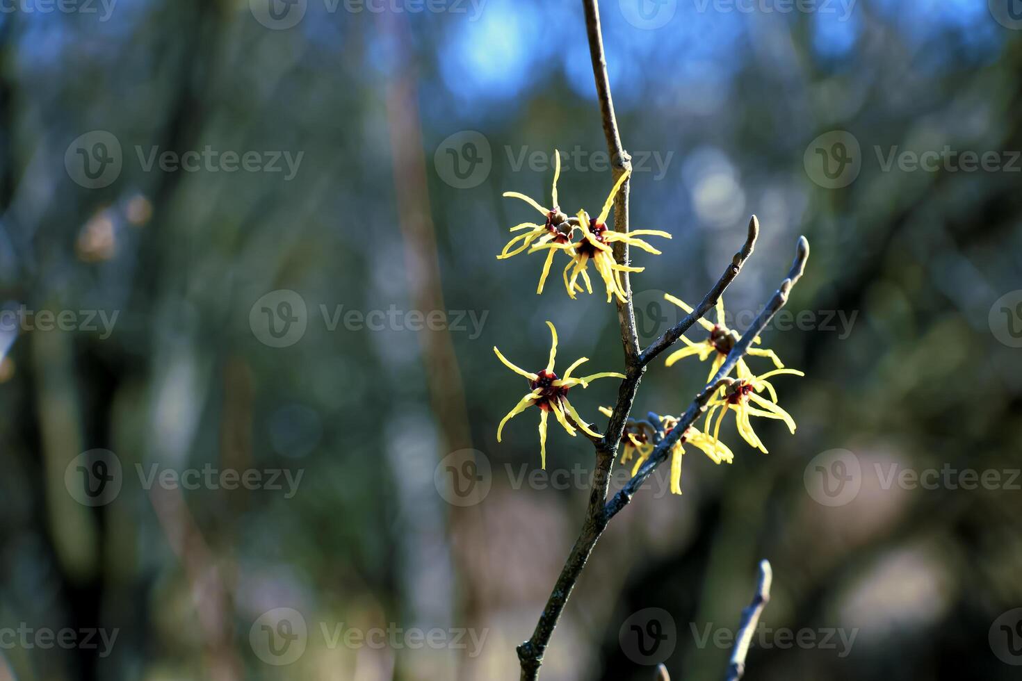 Hamamelis virginiana with yellow flowers that bloom in early spring. photo