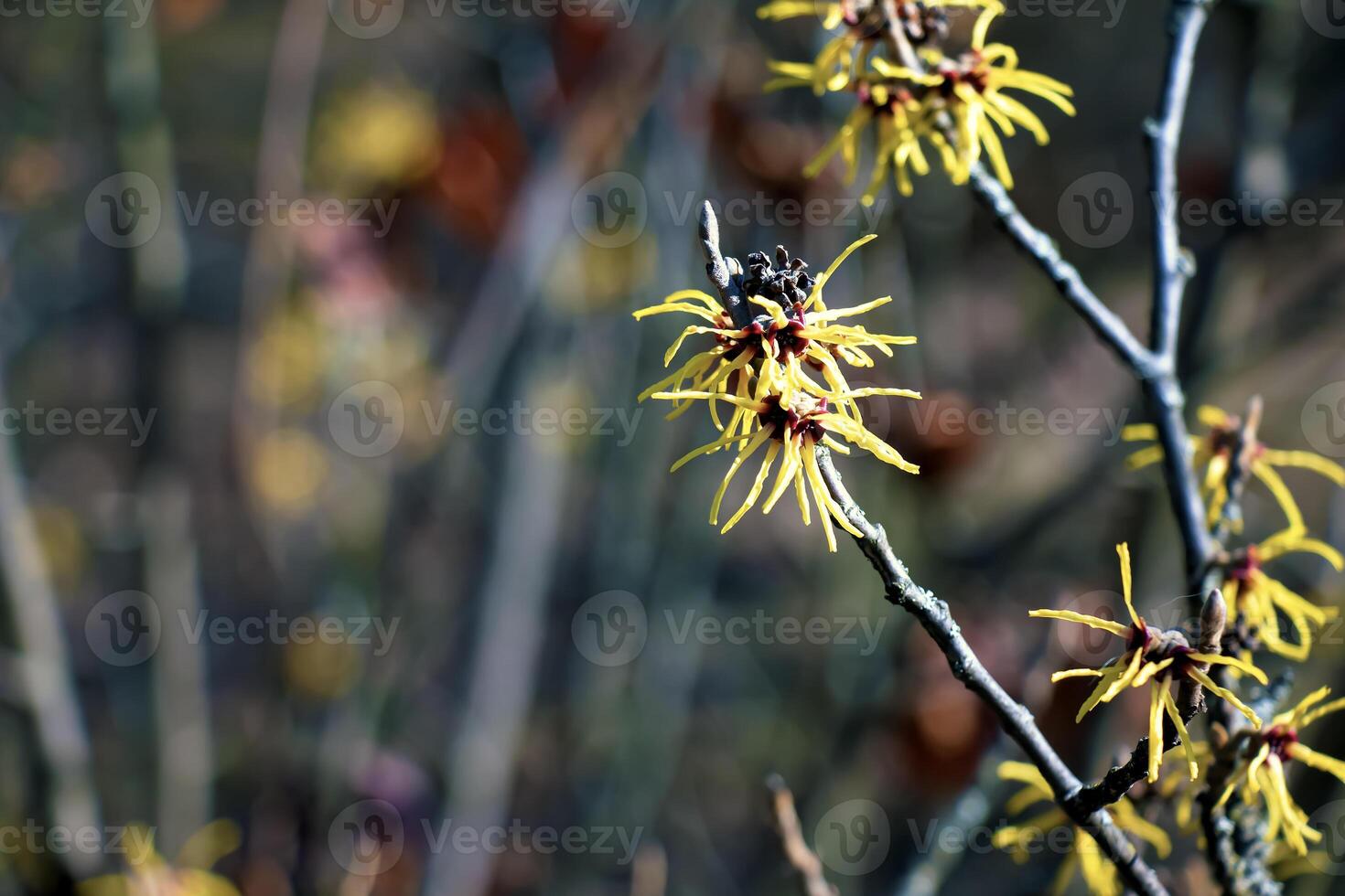 Hamamelis virginiana with yellow flowers that bloom in early spring. photo