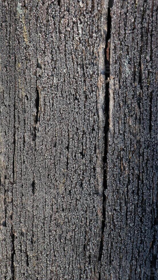 Texture of dark brown wood with white frost patterns. Winter background. photo