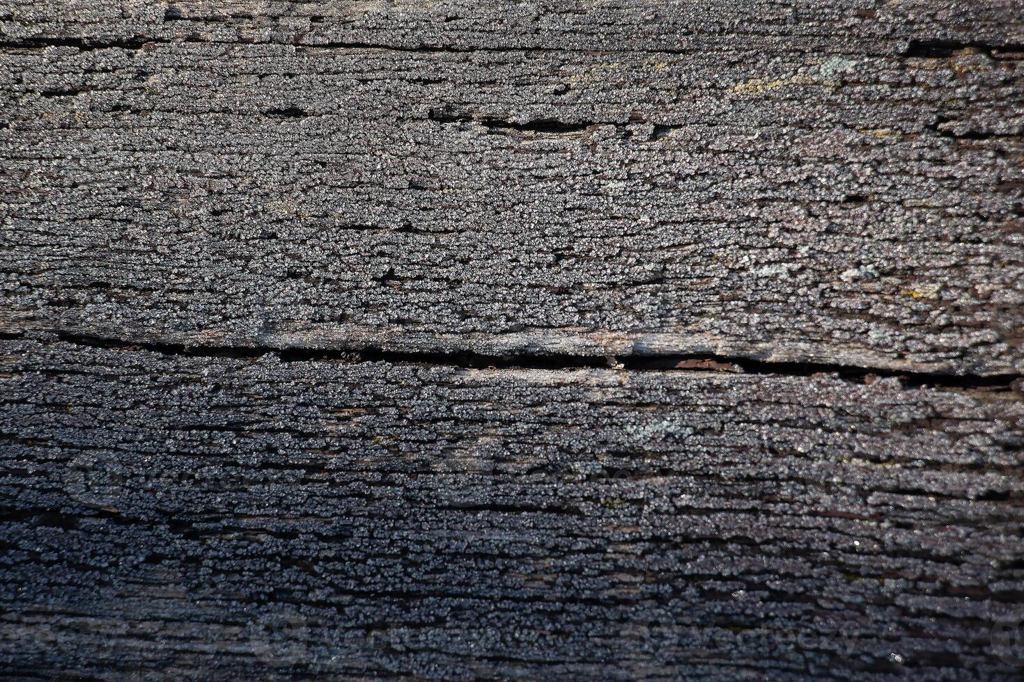 Texture of dark brown wood with white frost patterns. Winter background. photo