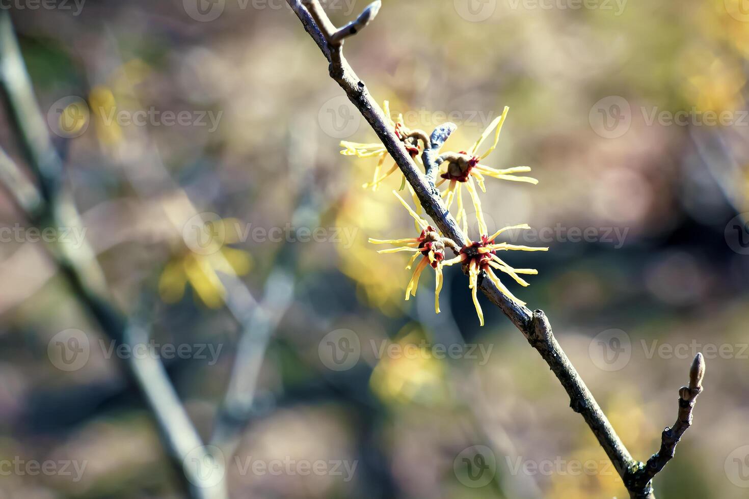 hamamelis virginiana con amarillo flores ese floración en temprano primavera. foto