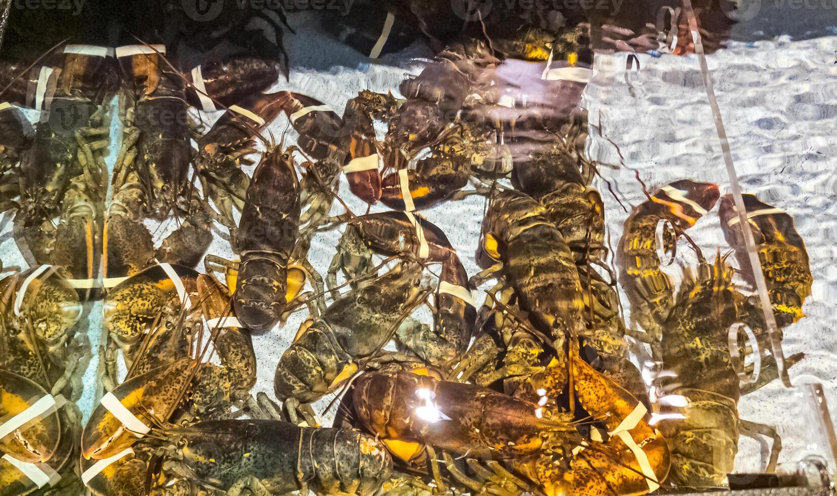 Aquarium with large lobsters with bandaged claws. Healthy food concept. photo