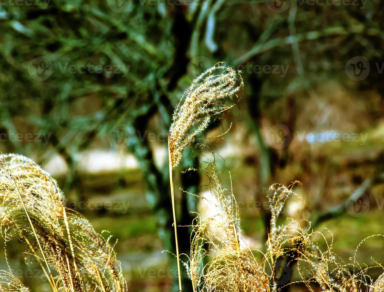 Dry grass background. Dry panicles of Miscanthus sinensis sway in the wind in early spring photo