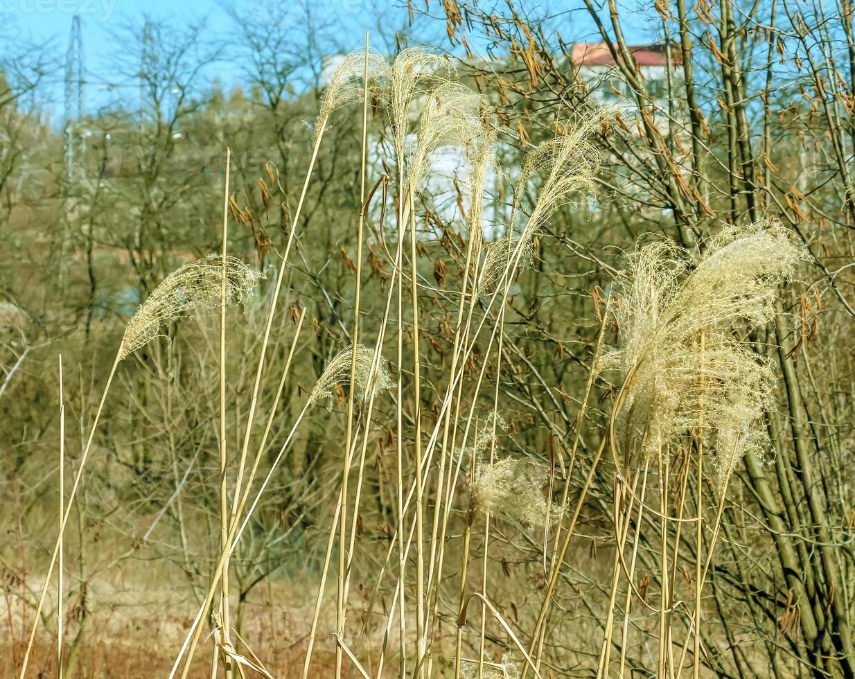 Dry grass background. Dry panicles of Miscanthus sinensis sway in the wind in early spring photo