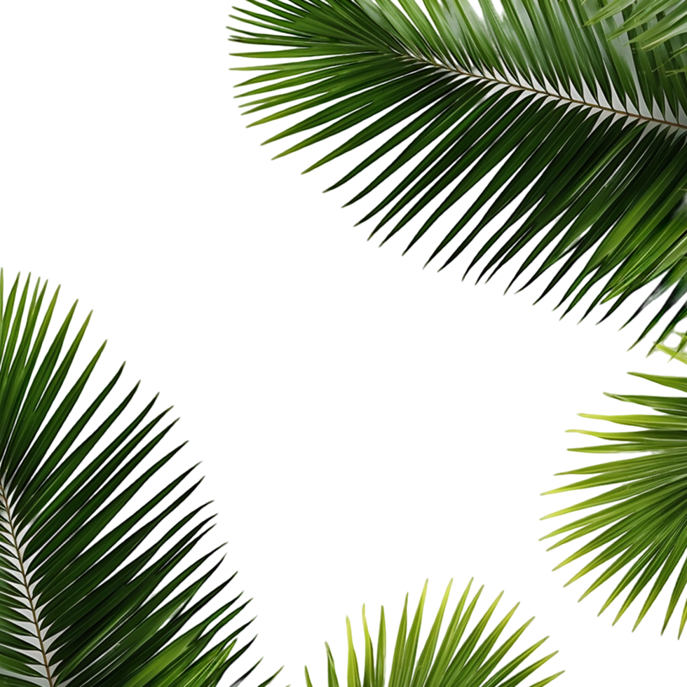 AI generated Tropical coconut palm green leaf isolated png