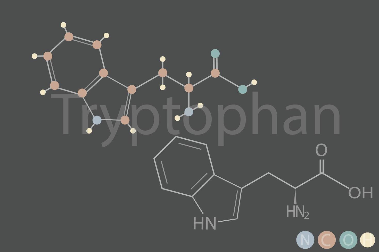 triptófano molecular esquelético químico fórmula vector