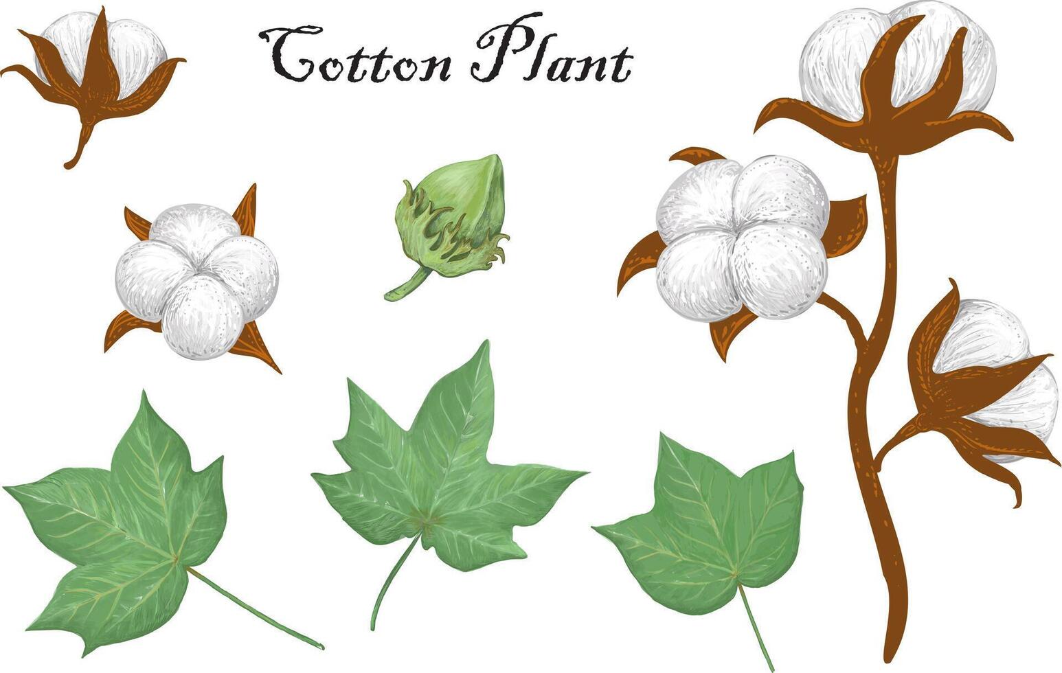 Delicate realistic hand drawn vector illustration of organic cotton plant elements - stem, leaves, bud and bolls. Gossypium botanical illustration in vintage style.