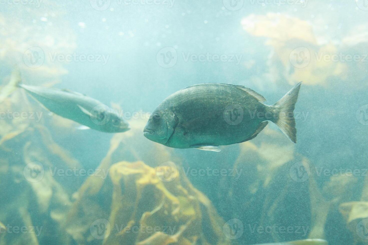 Fishes in aquarium or reservoir ubder water on fish farm photo