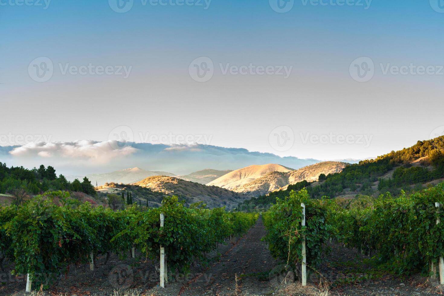 viñedo a el pie de el montaña foto