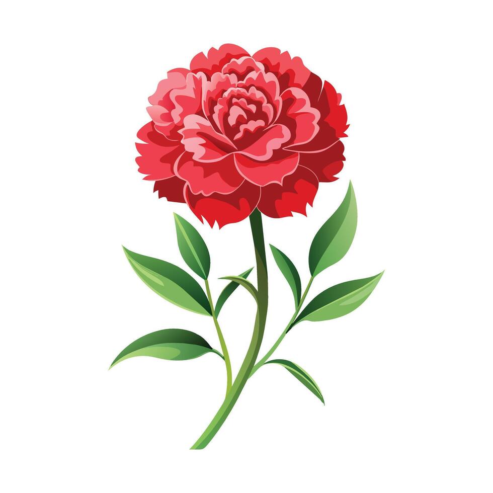 Carnation Flower Illustration on White Background vector
