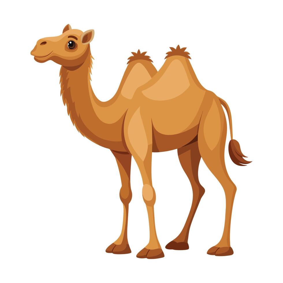 Camel illustration on White Background vector