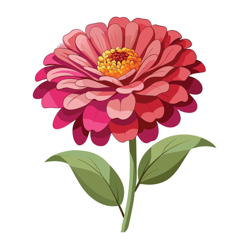 Zinnia Flower Illustration on White Background. vector