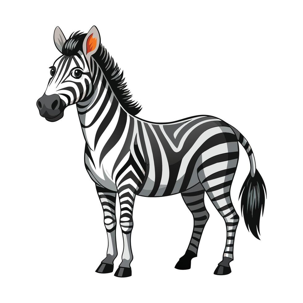 Zebra illustration on White Background. vector