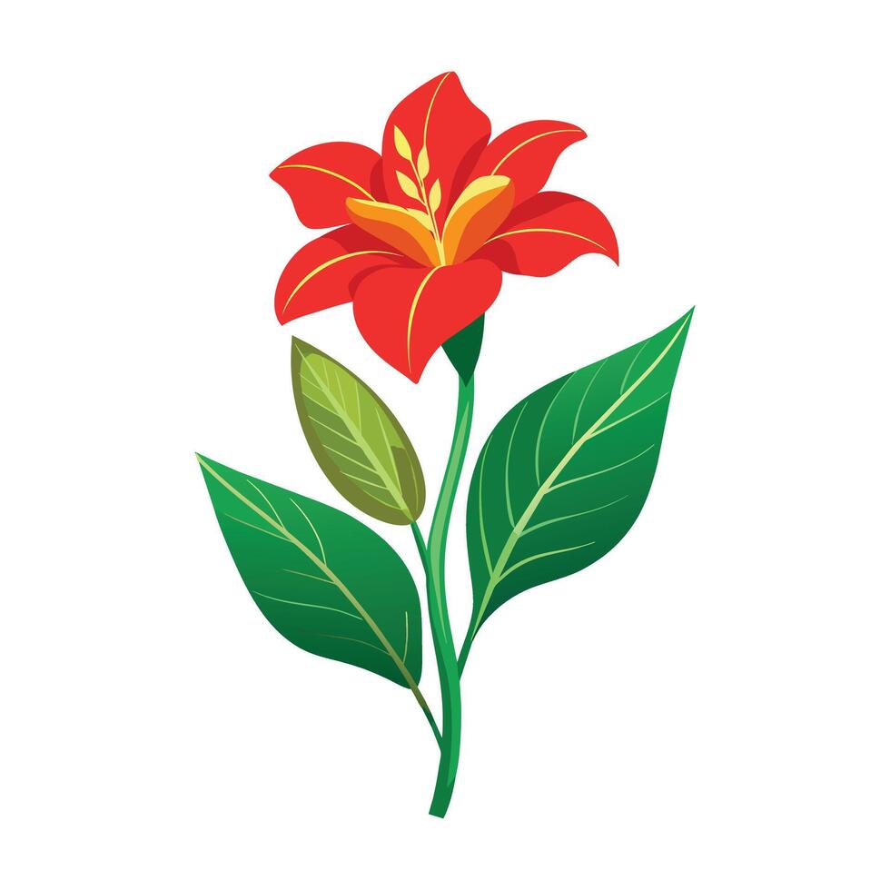 Canna Lily Flower Illustration on White Background vector