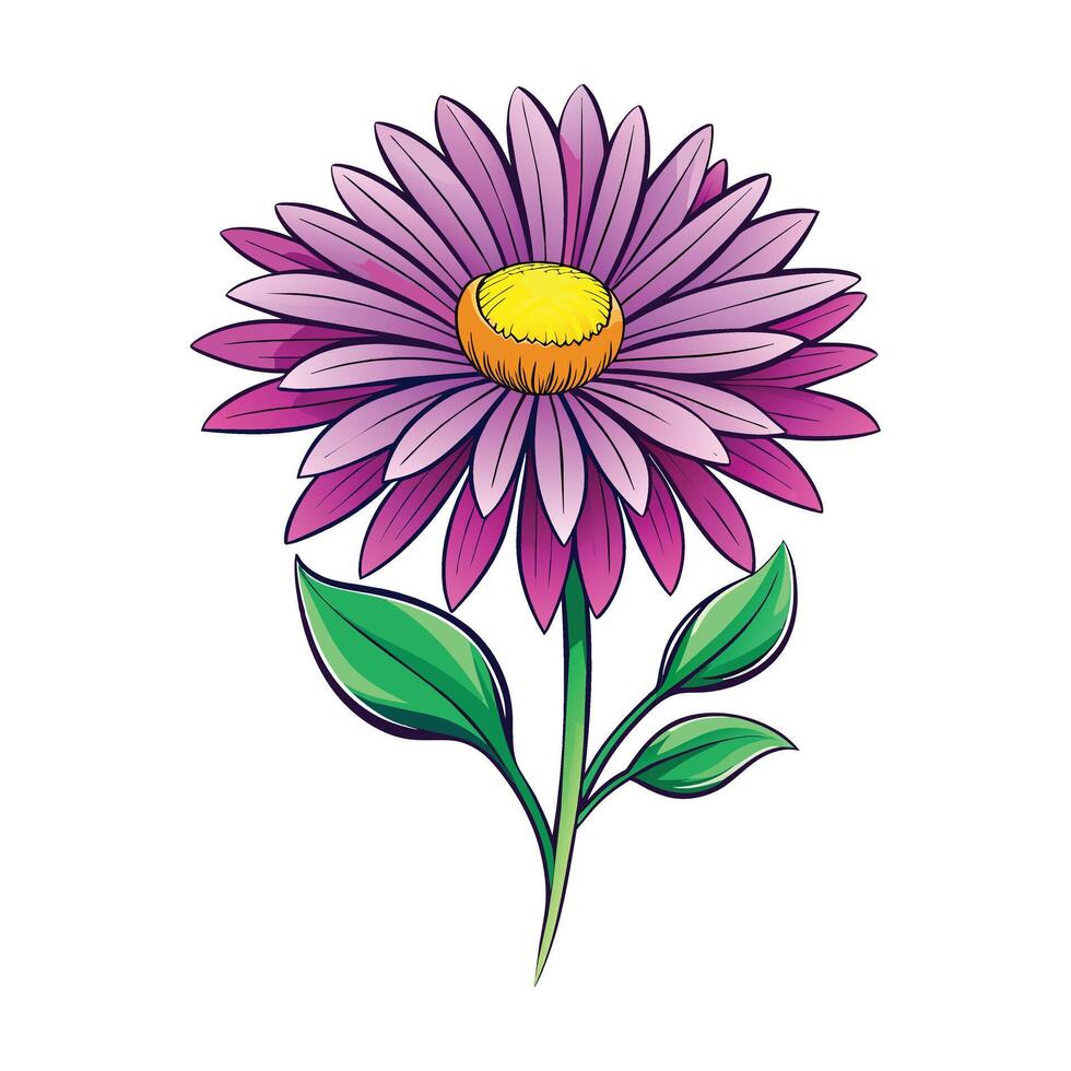 Aster Flower Illustration on White Background vector