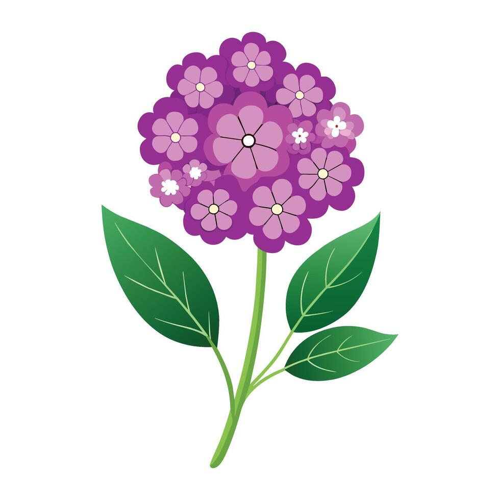 Verbena Flower Illustration on White Background. vector