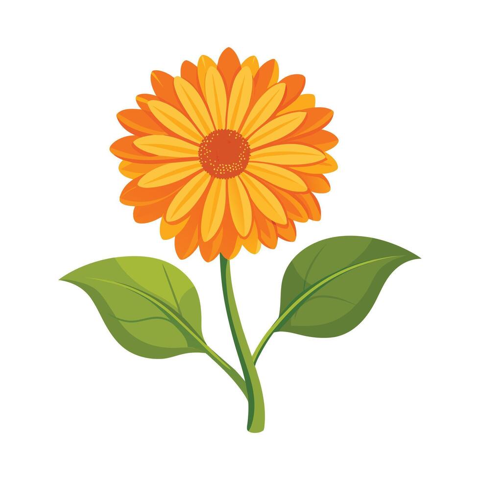 Calendula Flower Illustration on White Background vector