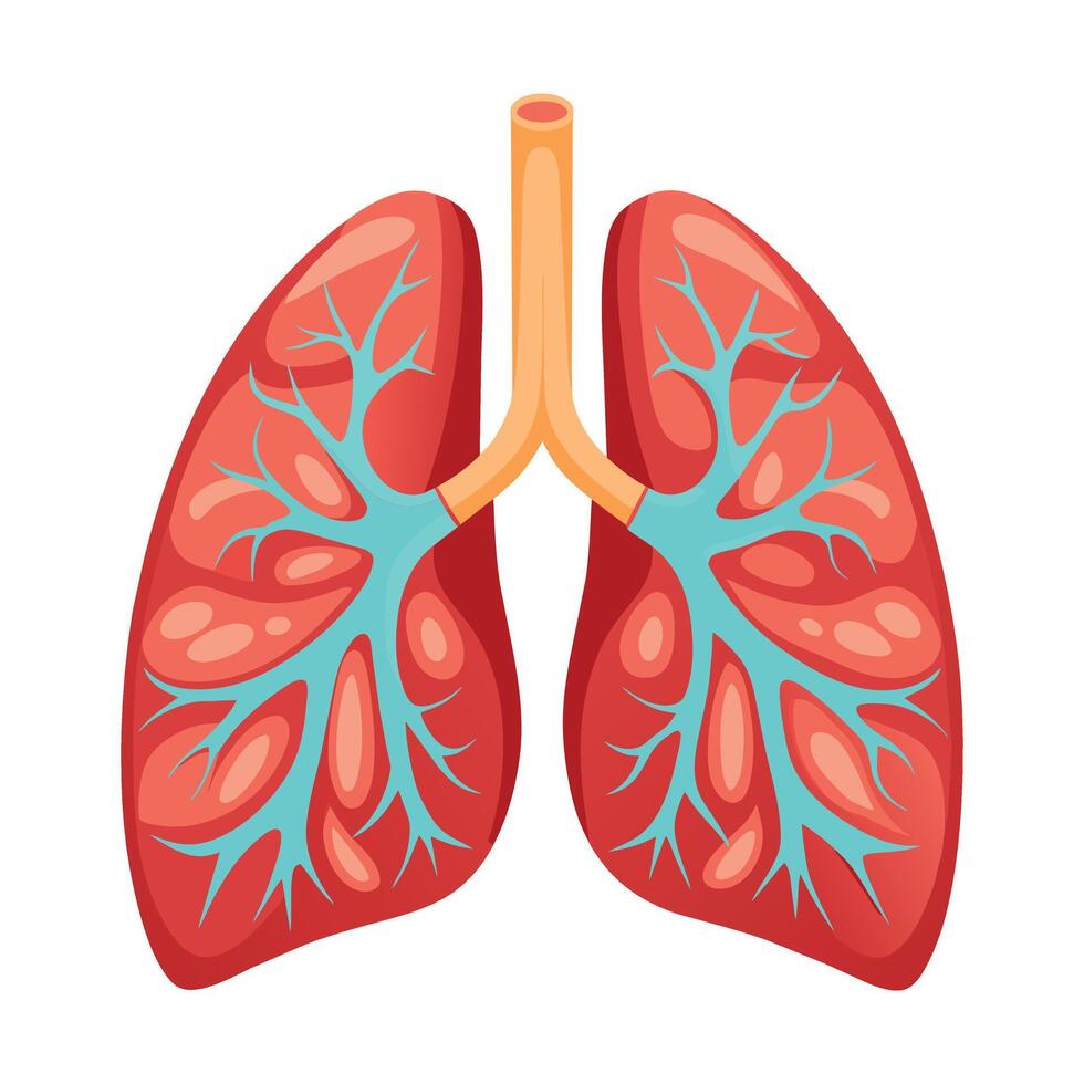 Anatomical Human Lungs Illustration on White Background vector