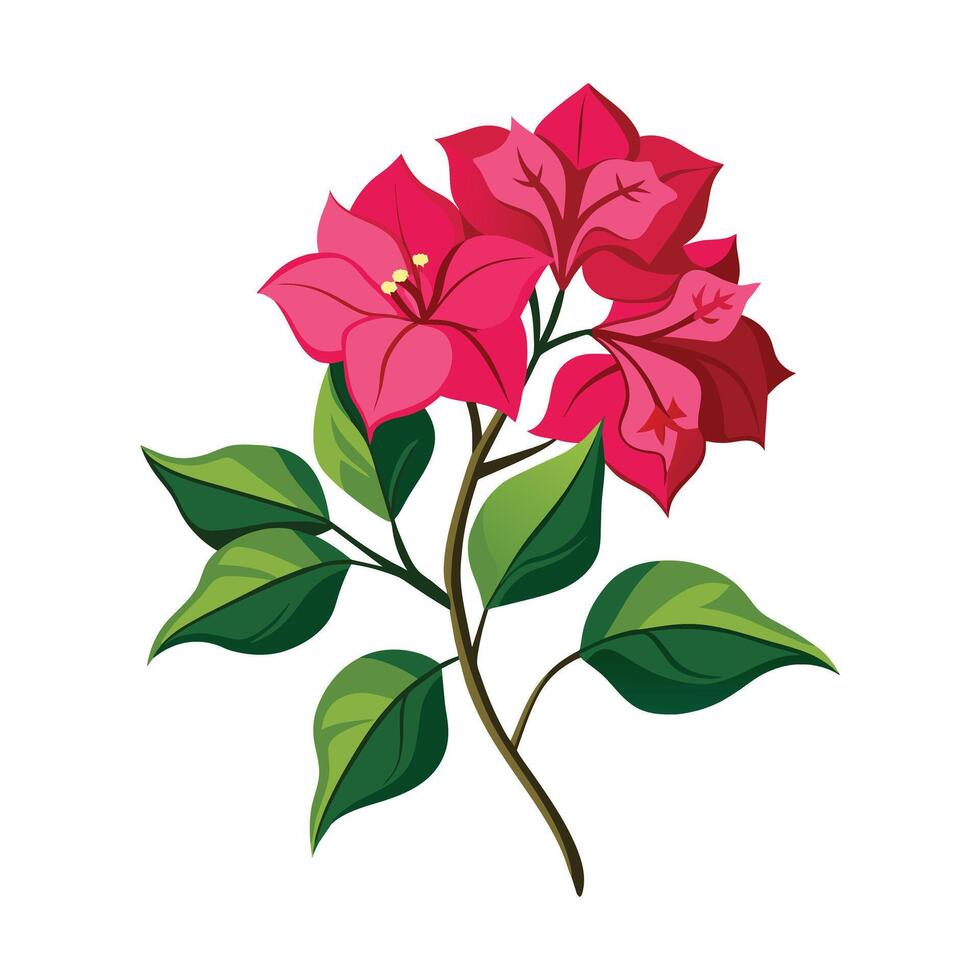 Bougainvillea Flower Illustration on White Background vector