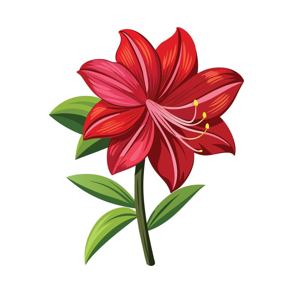 Amaryllis Flower Illustration on White Background vector