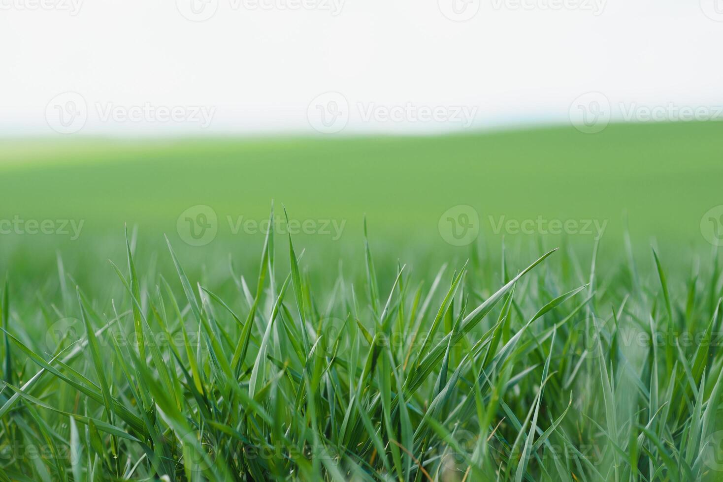 Background of young green wheat in spring photo