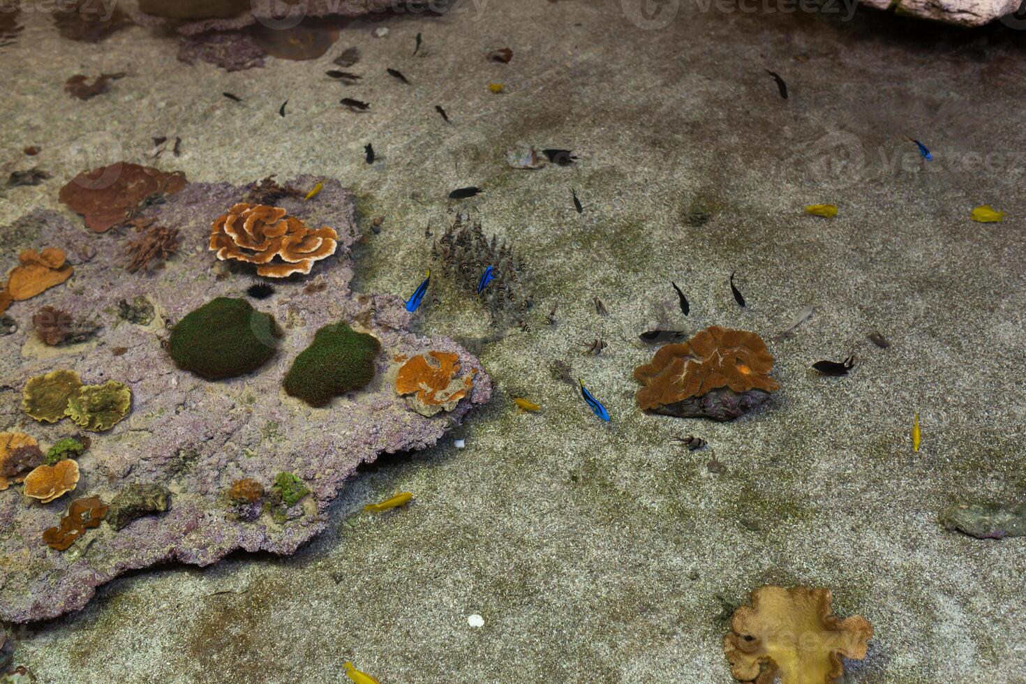 Colorful underwater marine life horizontal background. photo
