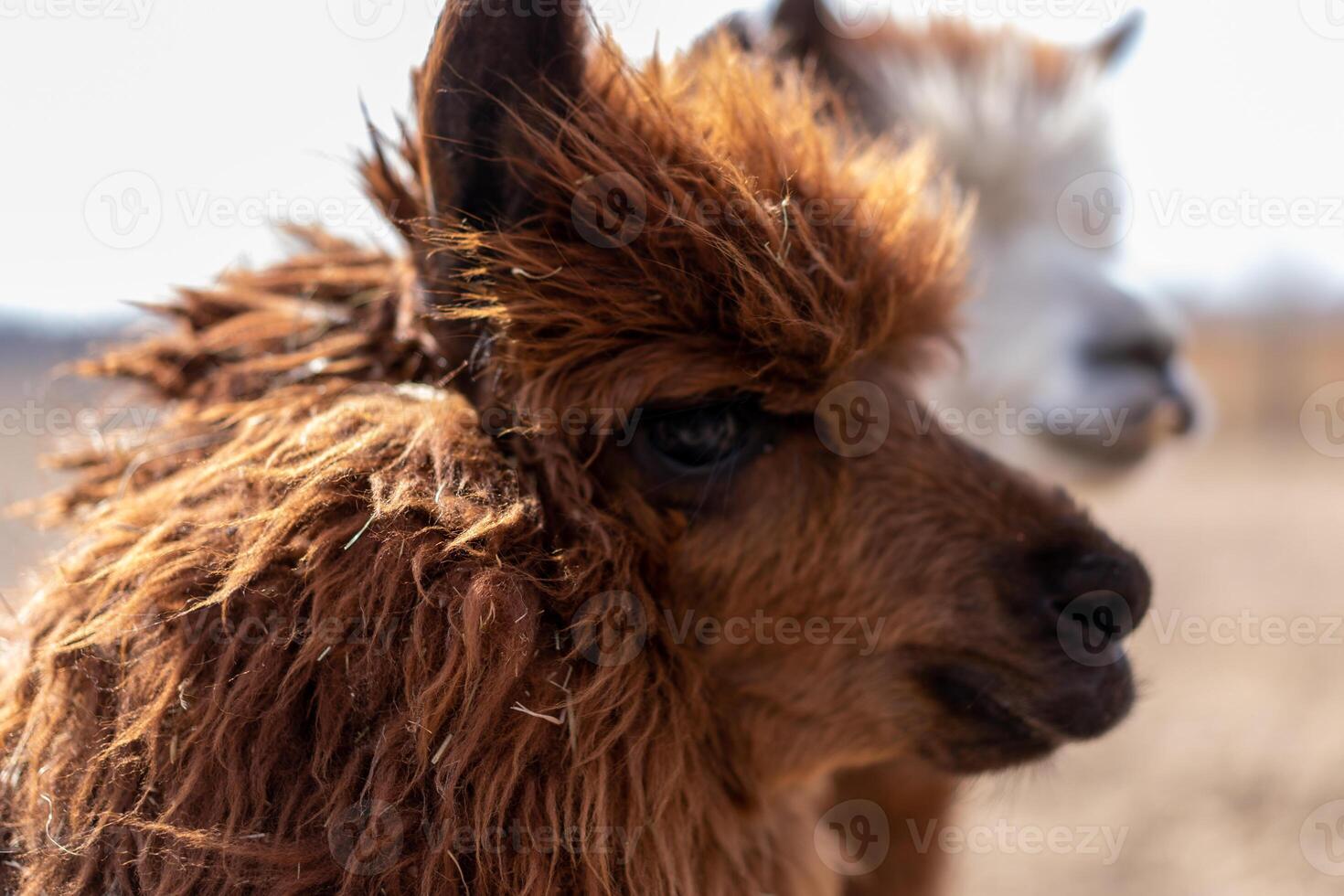 Cute animal alpaka lama on farm outdoors photo