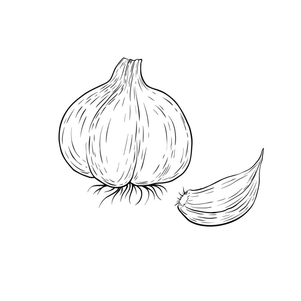 garlic root plant. Hand drawn sketch vector illustration isolated on white.