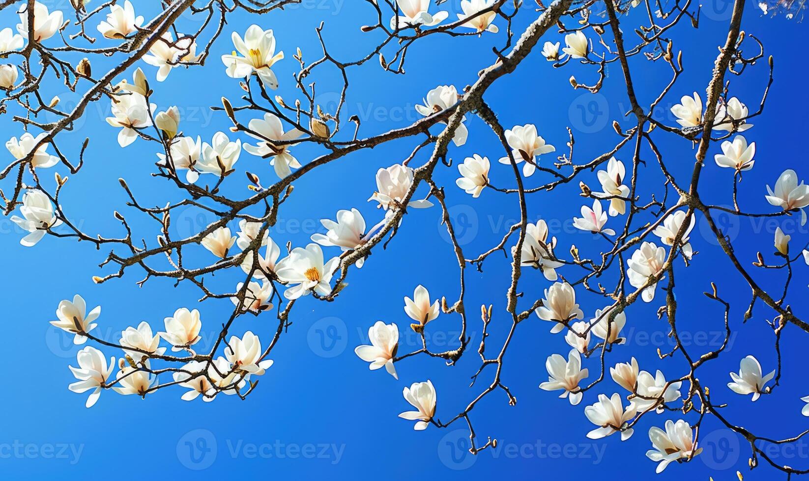 AI generated White magnolia tree branches laden with blossoms against a bright blue sky photo