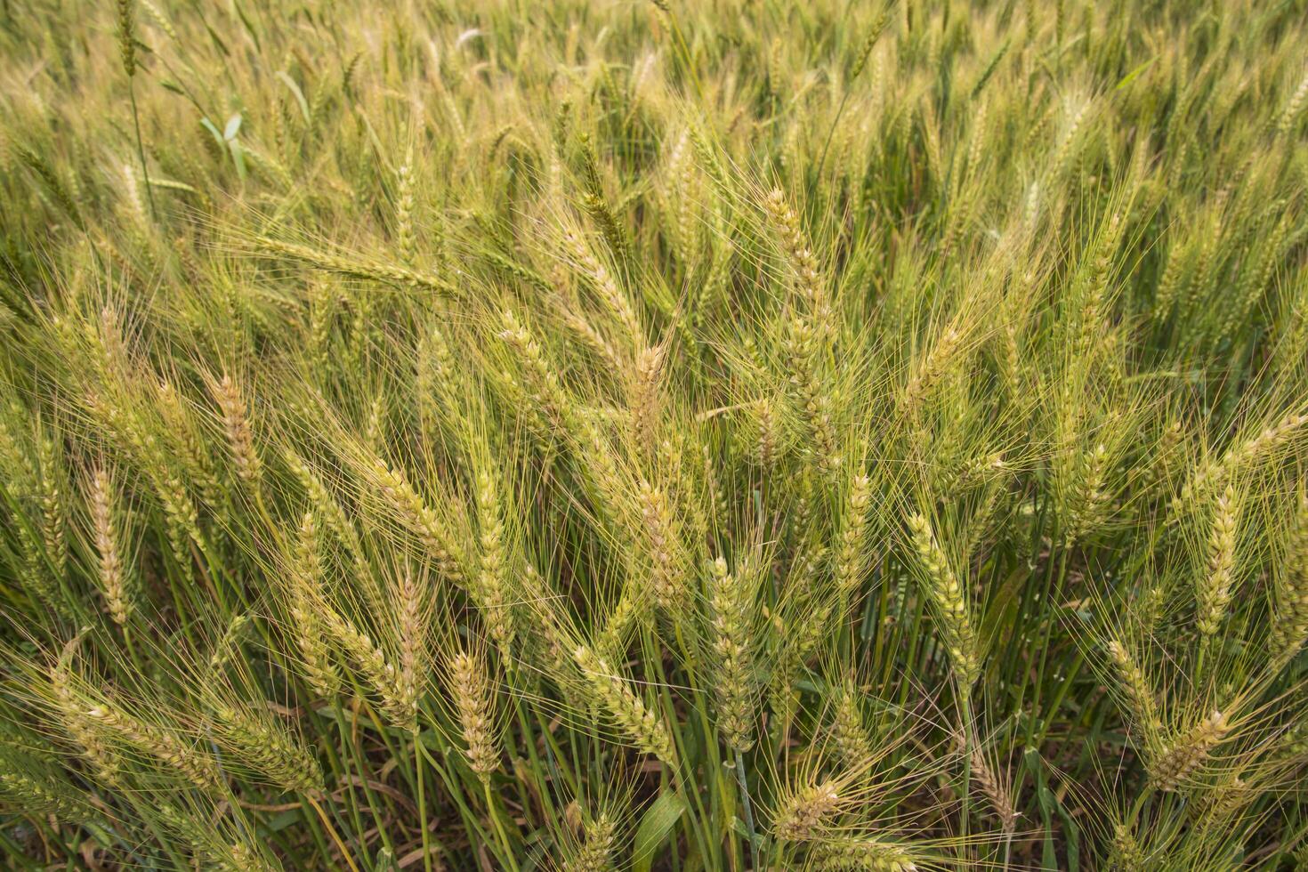 wheat grain spike closeup Image agriculture concepts photo
