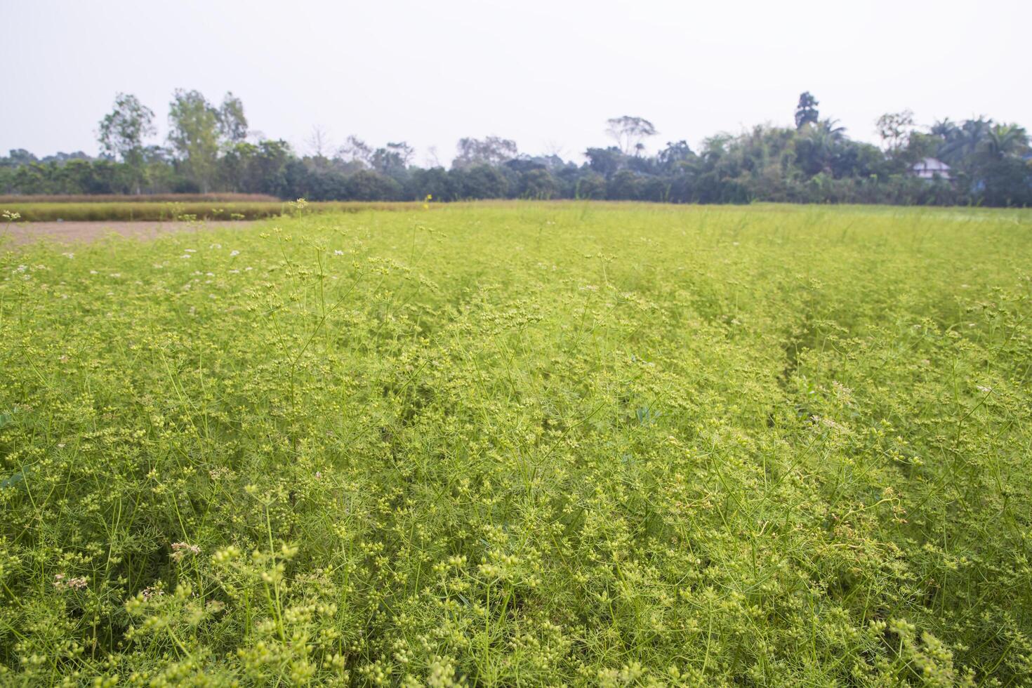 greenfield de cilantro semillas cosecha paisaje ver foto