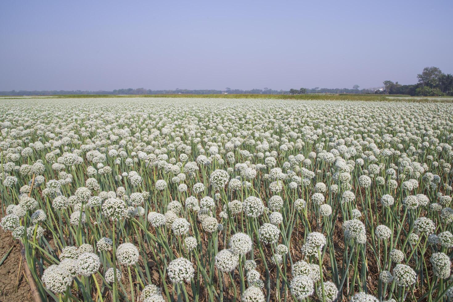 Onion Flowers Plantation  in the field natural Landscape view under the Blue sky photo